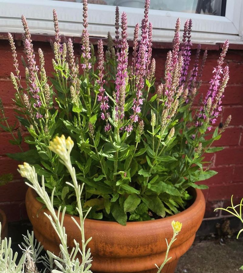 9. Consider Container Planting