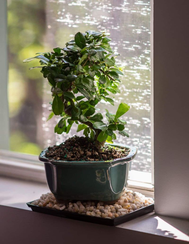 9. Create A Humidity Tray