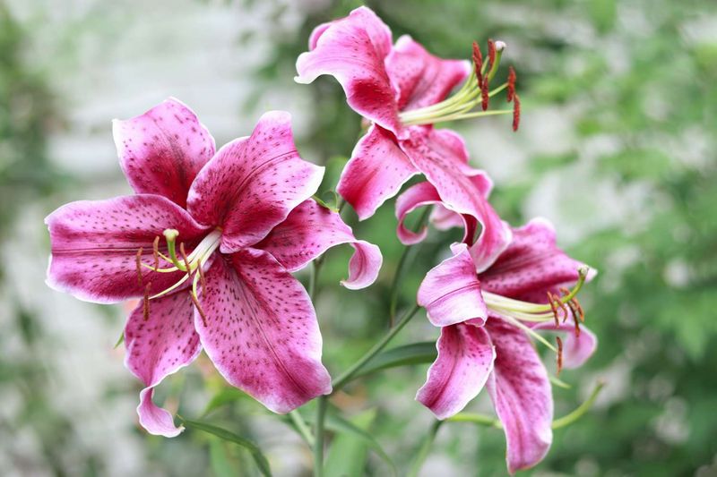 9. Improves Next Year's Blooms