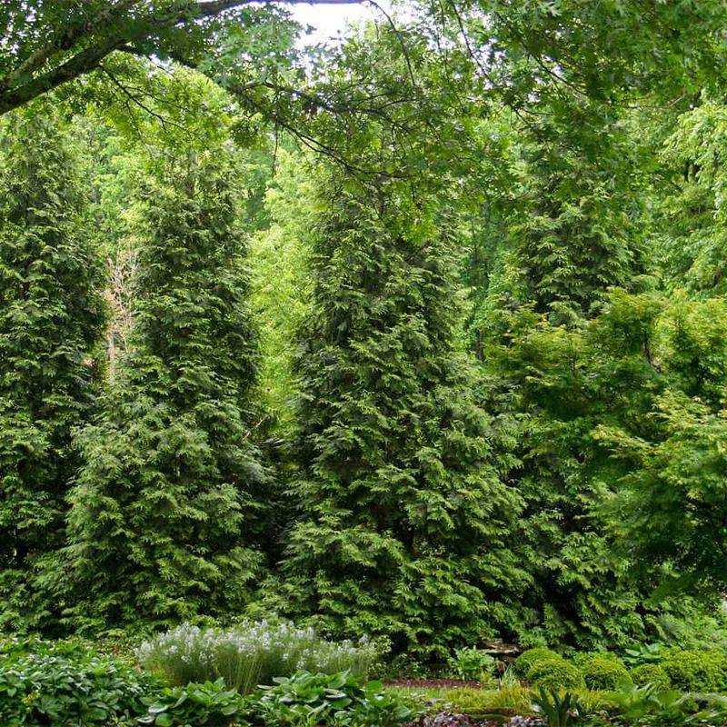 9. Arborvitae