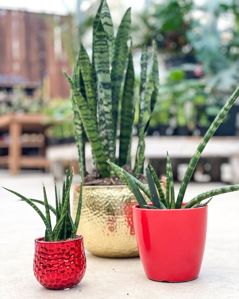 9. Snake Plant: Architectural Statement Piece