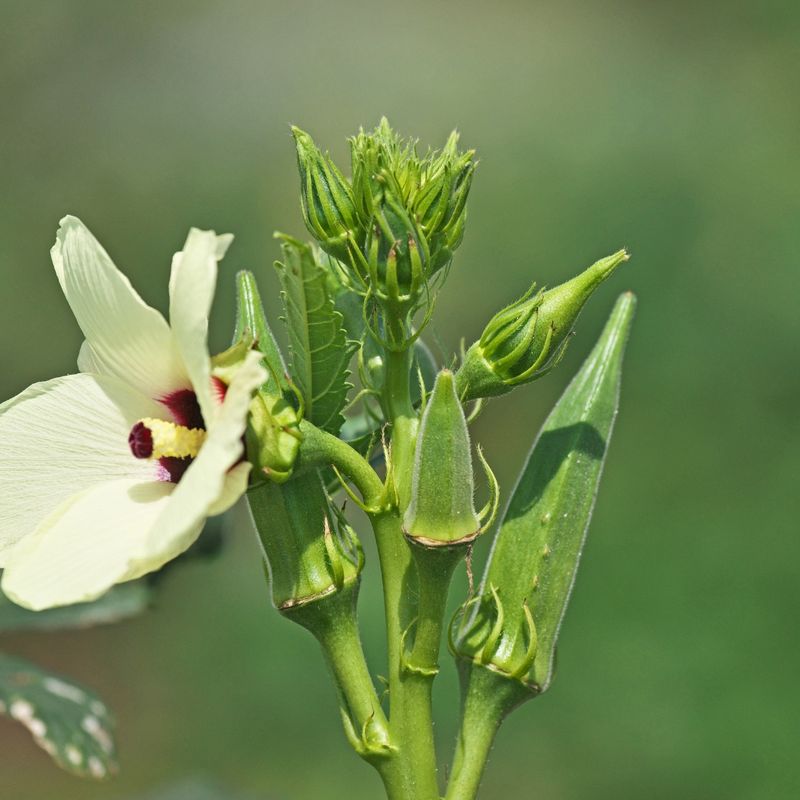 9. Okra - The Hotter, The Better