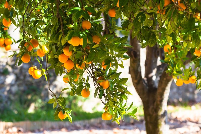 9. Eliminate Water Sprouts And Suckers