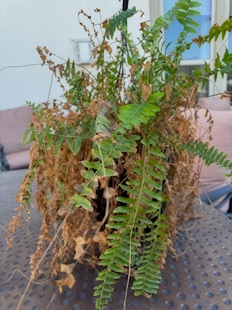 9. Ferns