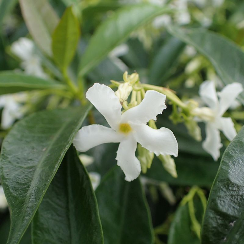 9. Star Jasmine