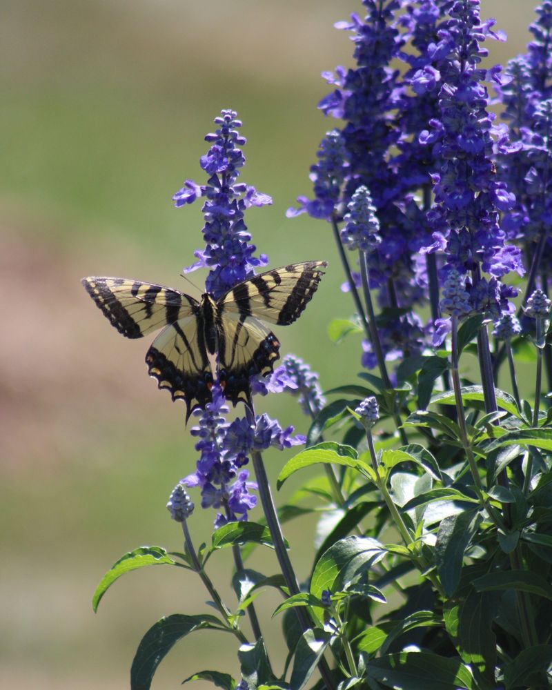 9. Deep Blue-Purple: Salvia And Delphinium