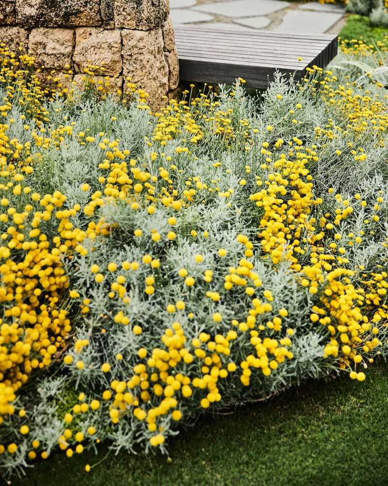9. Santolina (Cotton Lavender)