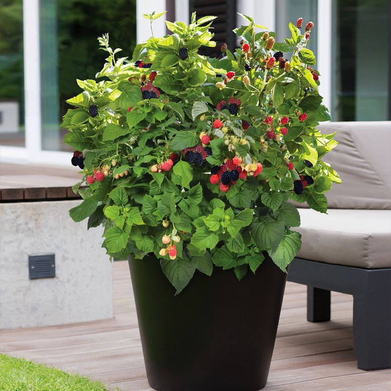 9. Columnar Berry Varieties