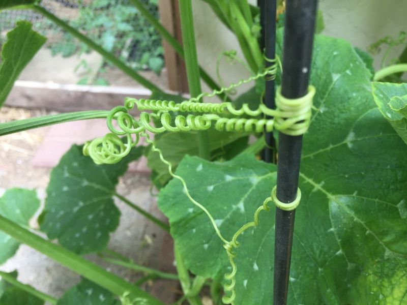 9. Tendrils Grabbing Other Plants
