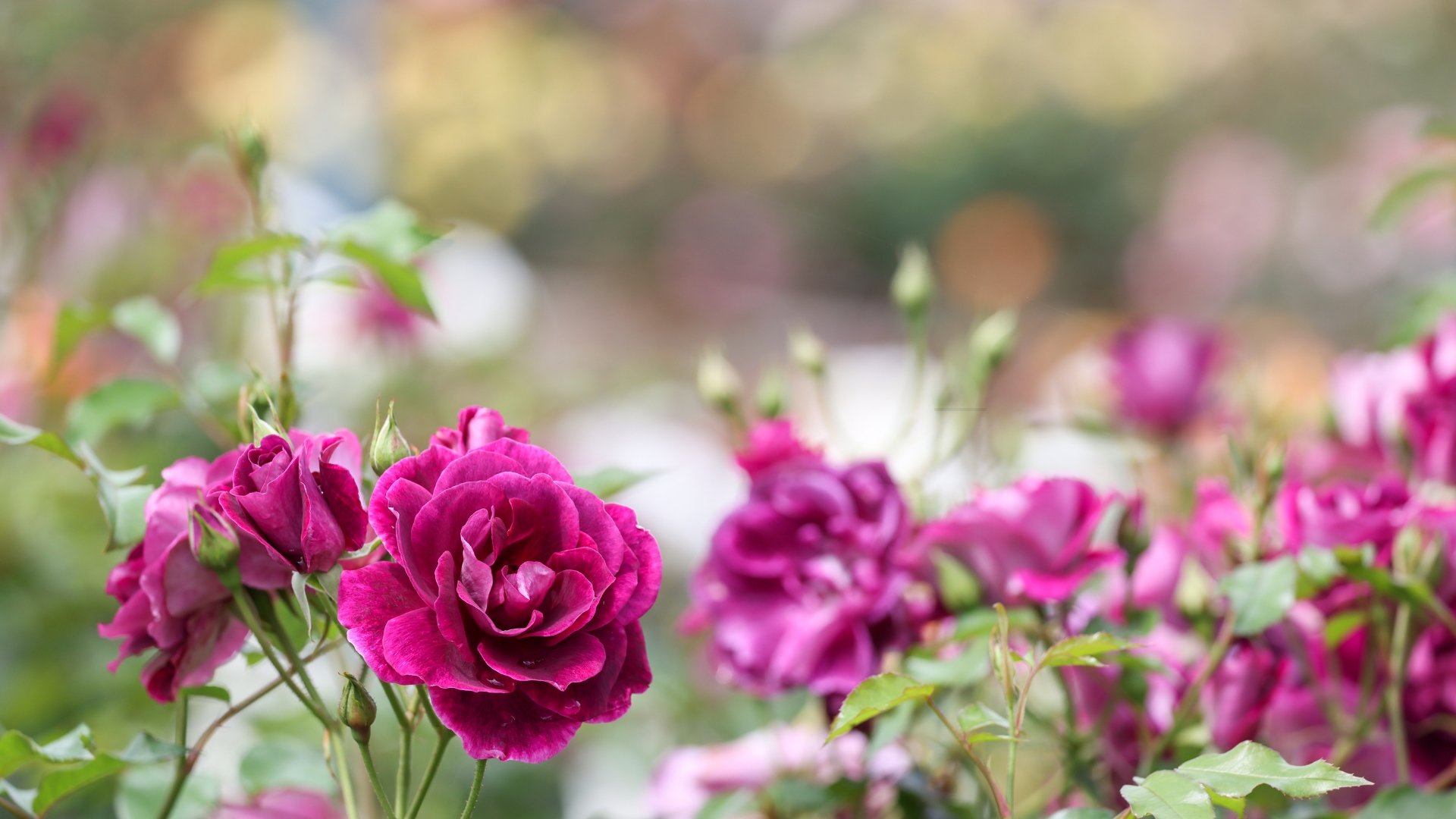purple rose plant
