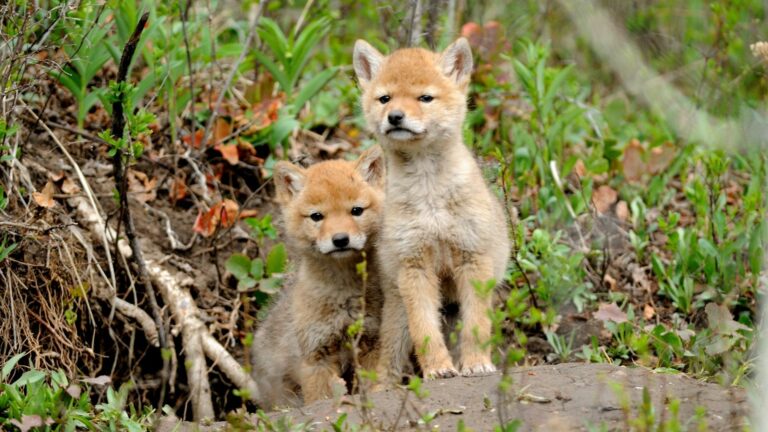 young coyotes