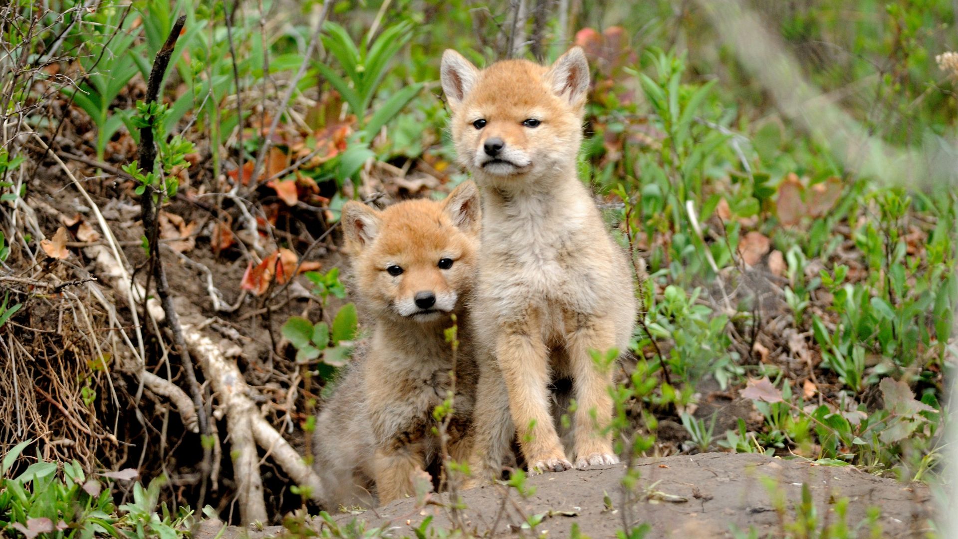 9 Realities Of Living Near Coyotes (And 9 Proven Methods To Keep Them Away)