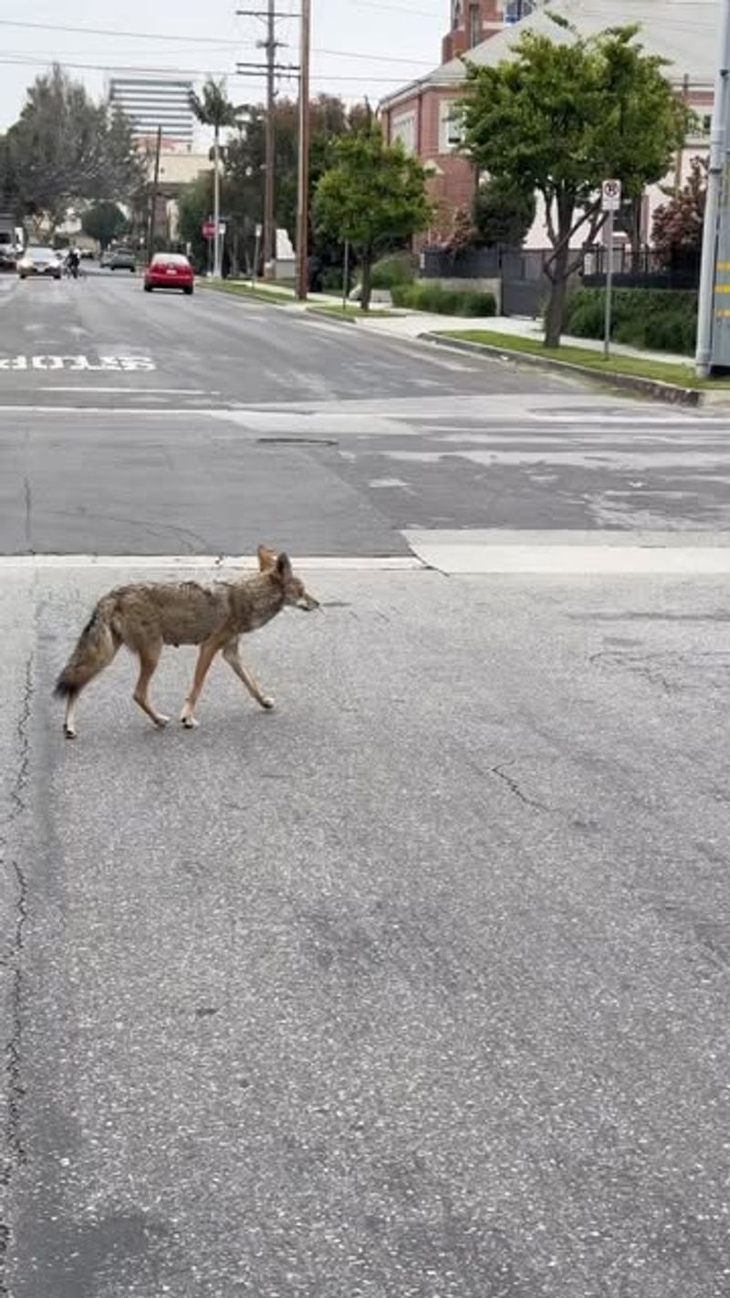 They're Surprisingly Urban Dwellers