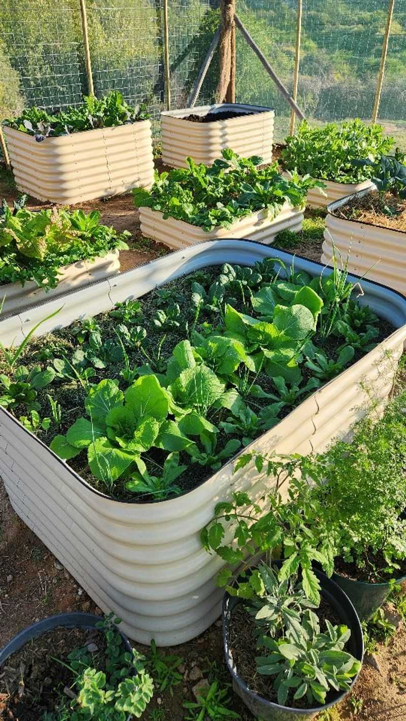 Flat Cola Works as a Fertilizer Boost
