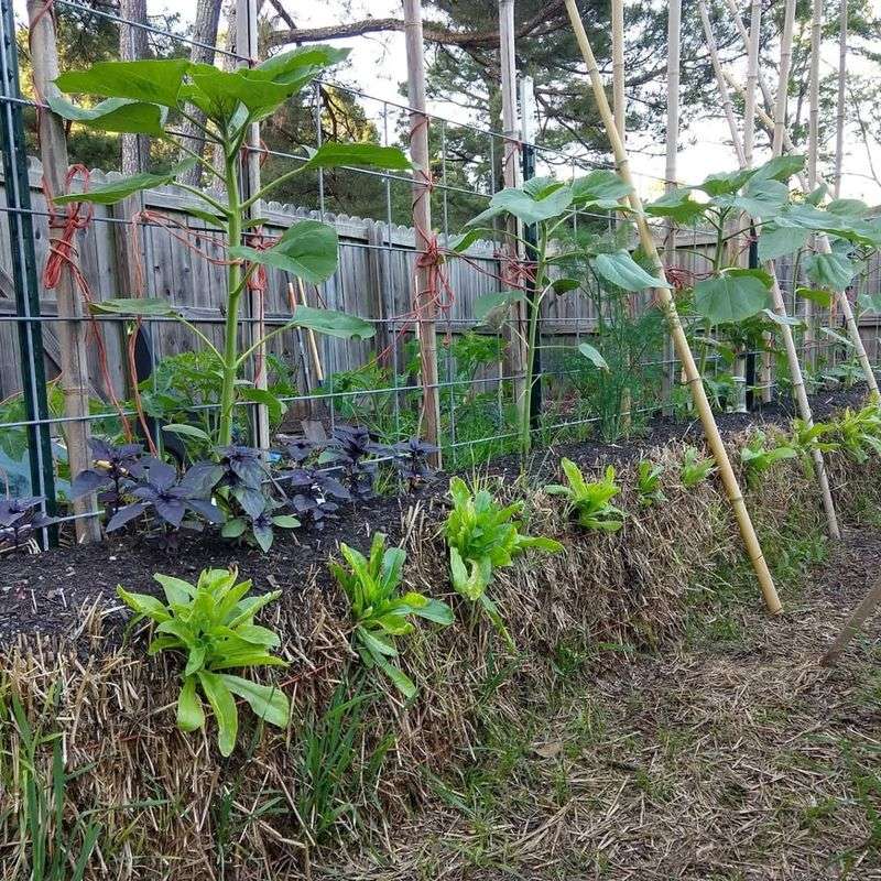 10. Straw Bale Berry Gardening