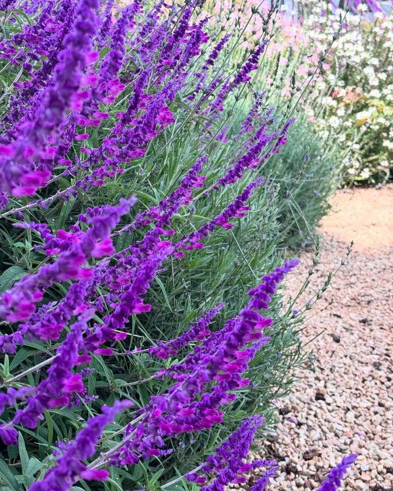 10. Plant In Fall Or Early Spring