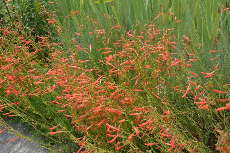 10. Rusty Red: Chocolate Cosmos And Penstemon