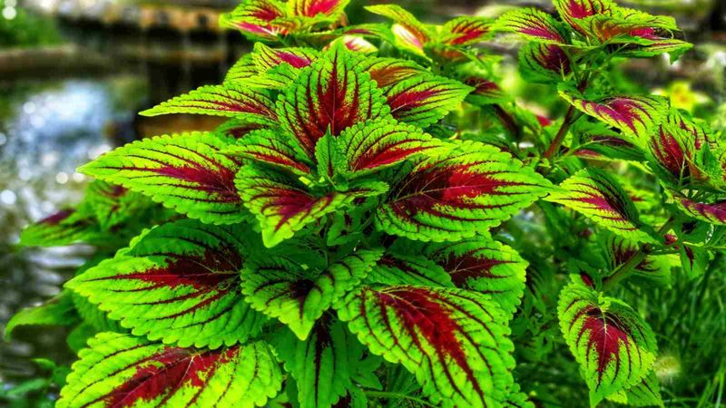 10. Coleus