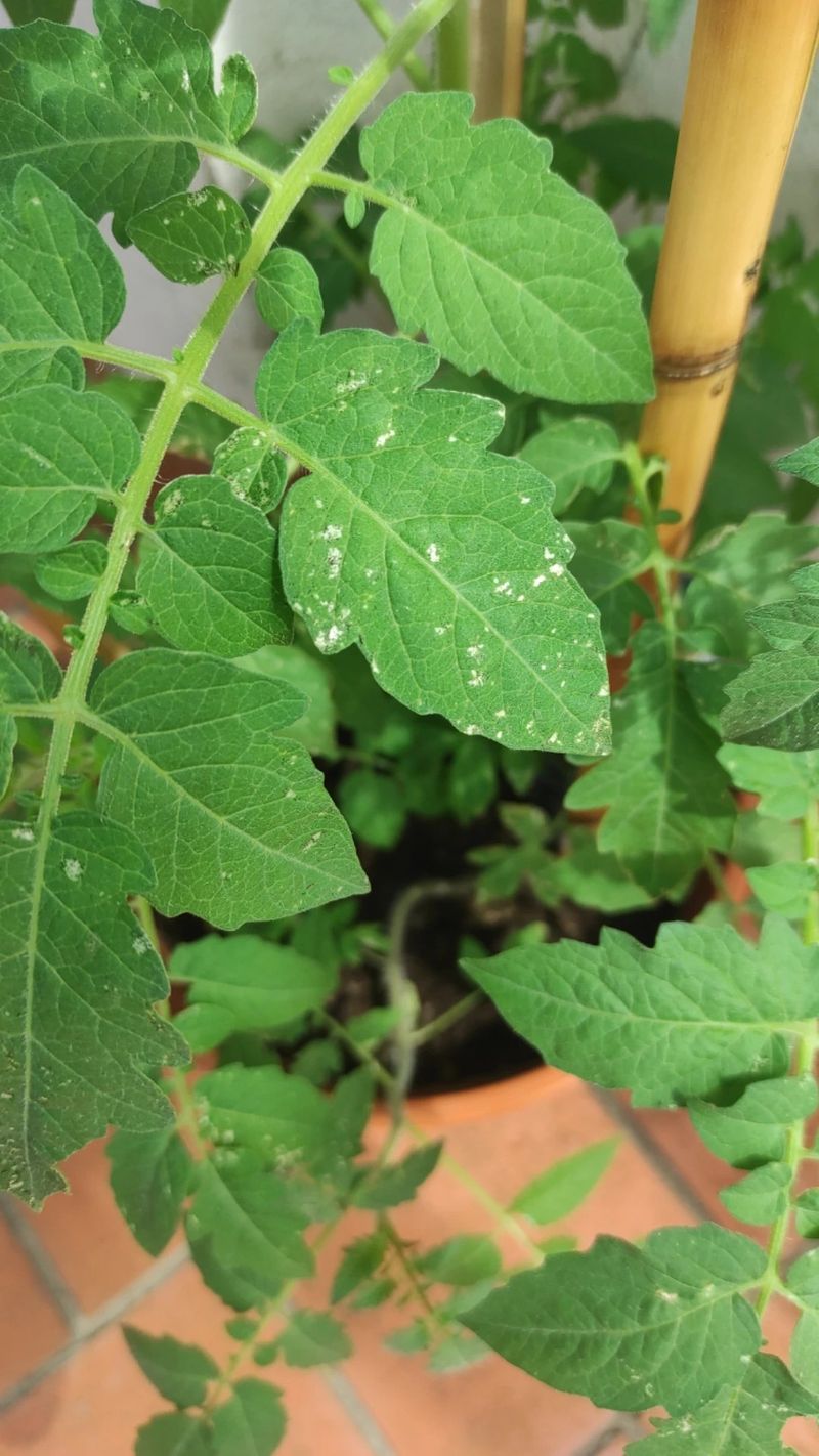10. Pest Damage