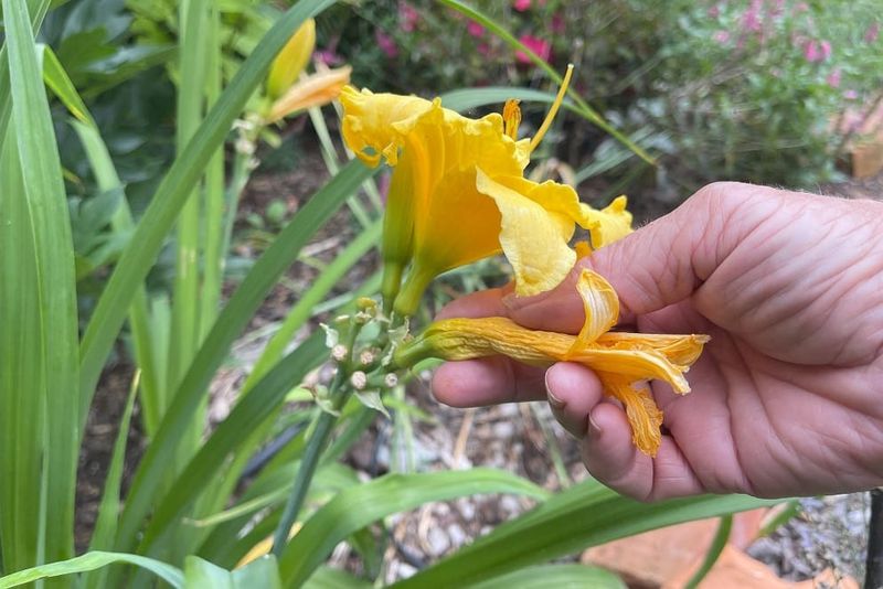 10. Encourages Reblooming In Some Varieties