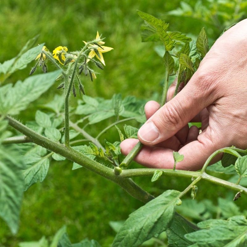10. Morning Pruning For Quick Healing