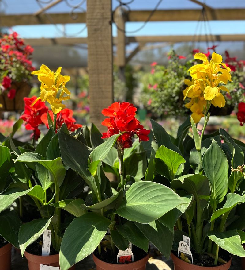 10. Canna Lilies: Bold Tropical Drama