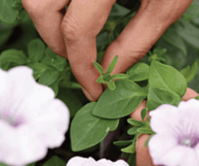 10. Encourage Bushy Growth