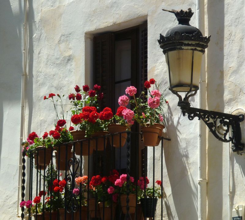 10. Geraniums