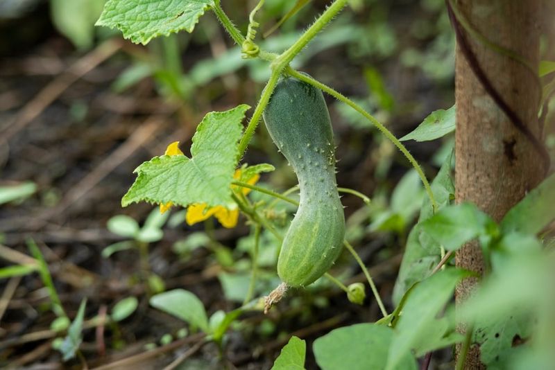 10. Fruit Growing With Deformities