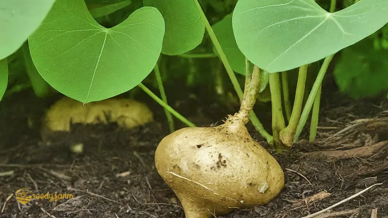 10. Jicama