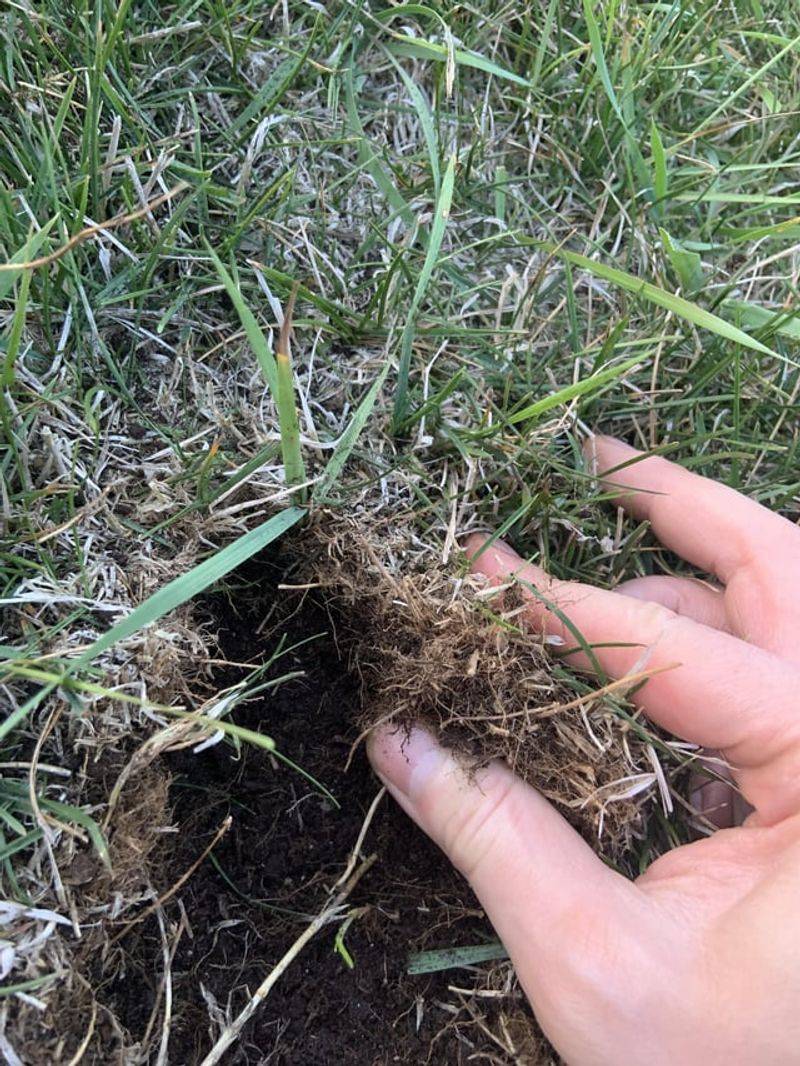 10. Creates Thatch Buildup