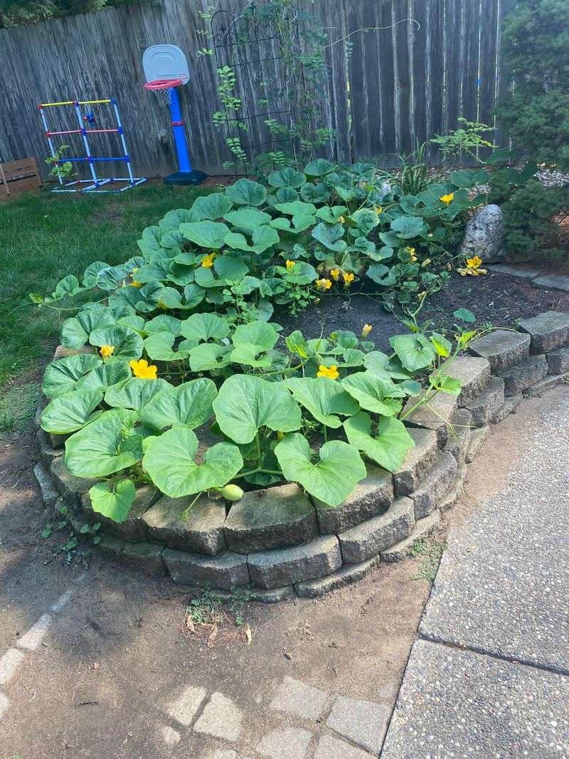 AVOID: Pumpkins - Space Hogs