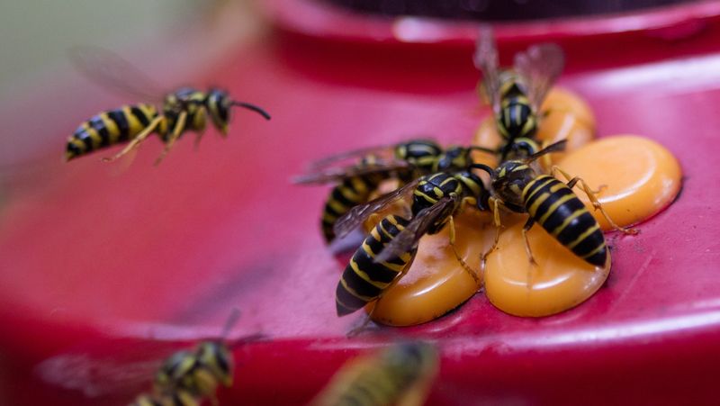 AVOID: Near Wasp or Hornet Nests
