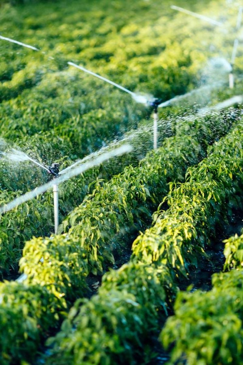 AVOID: Inconsistent Watering Patterns