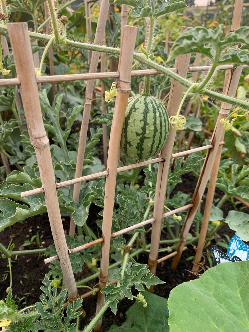 AVOID: Watermelon - Root Depth and Sprawl Issues
