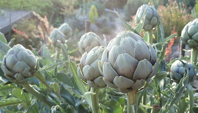 AVOID: Artichokes - Perennial Space Consumers