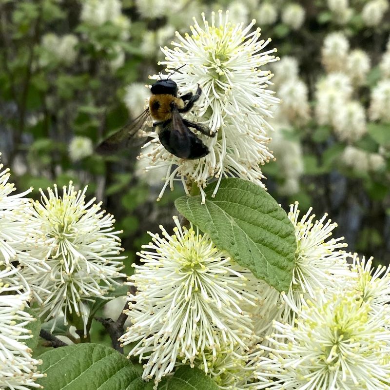 Fothergilla