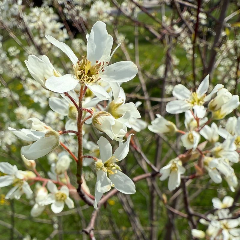 Serviceberry