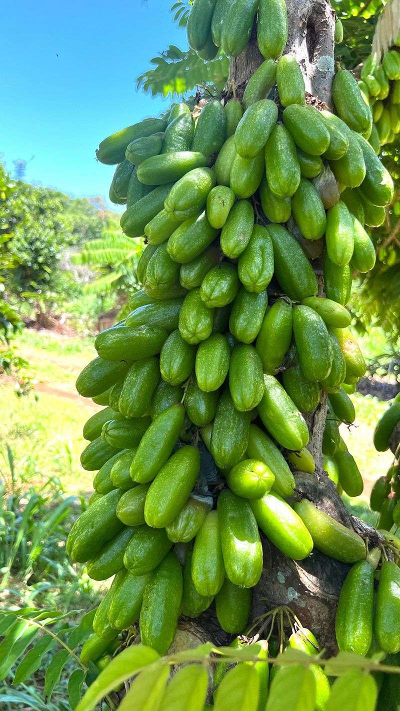 Bilimbi