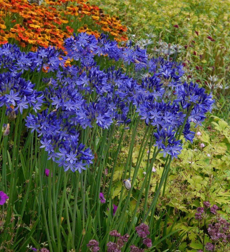 Agapanthus