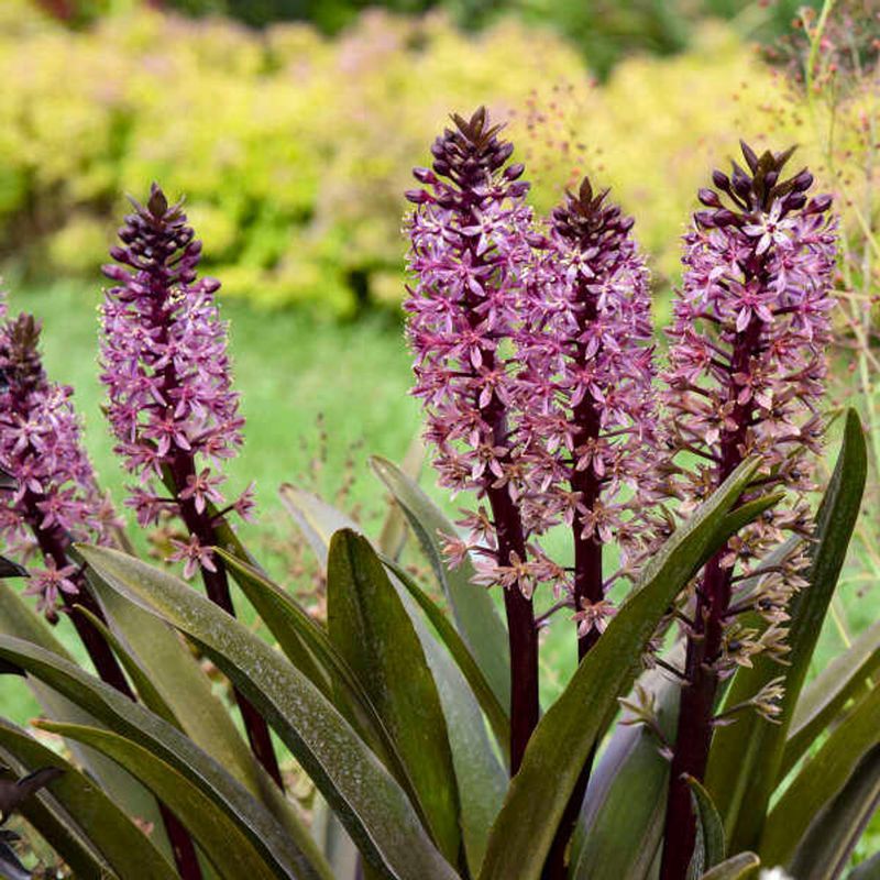 Eucomis