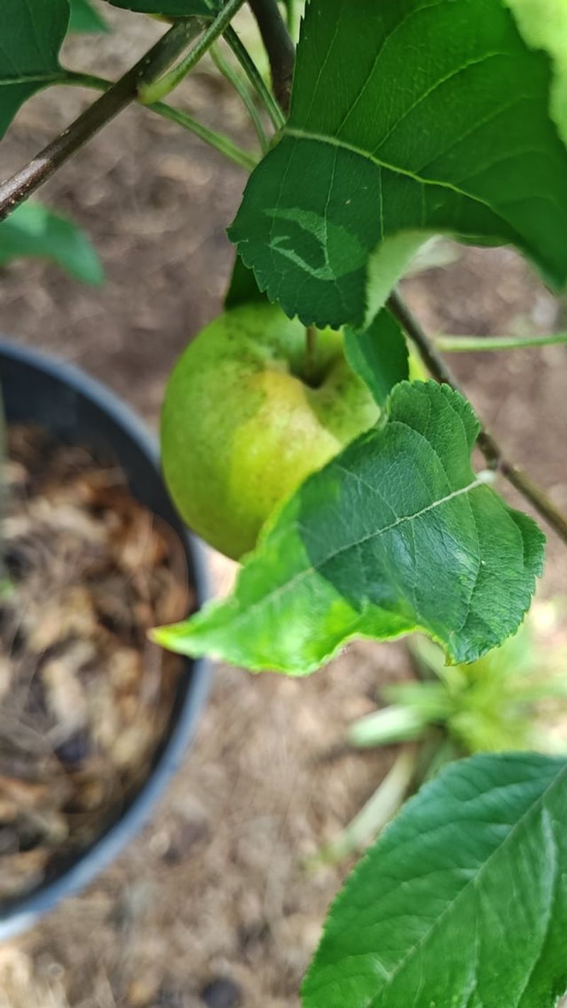 Apple Scent