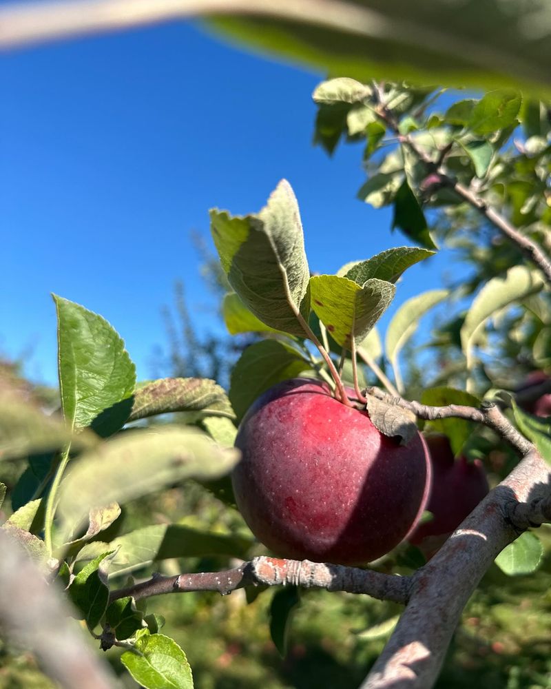 Apples