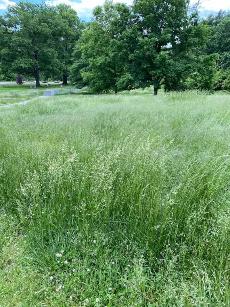 Tall, Unmowed Grass