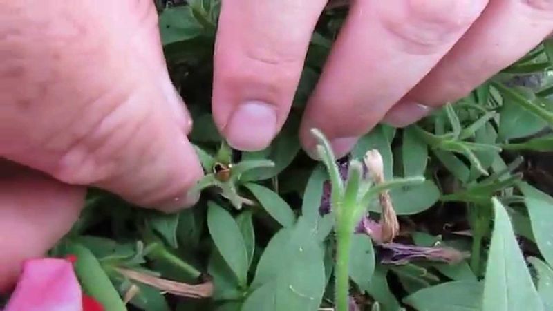 Save Seeds For Next Year