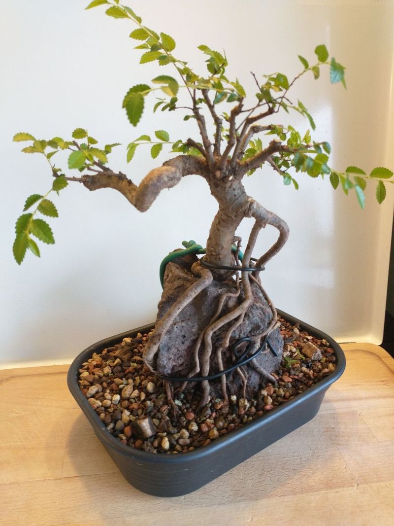 Expose the Roots