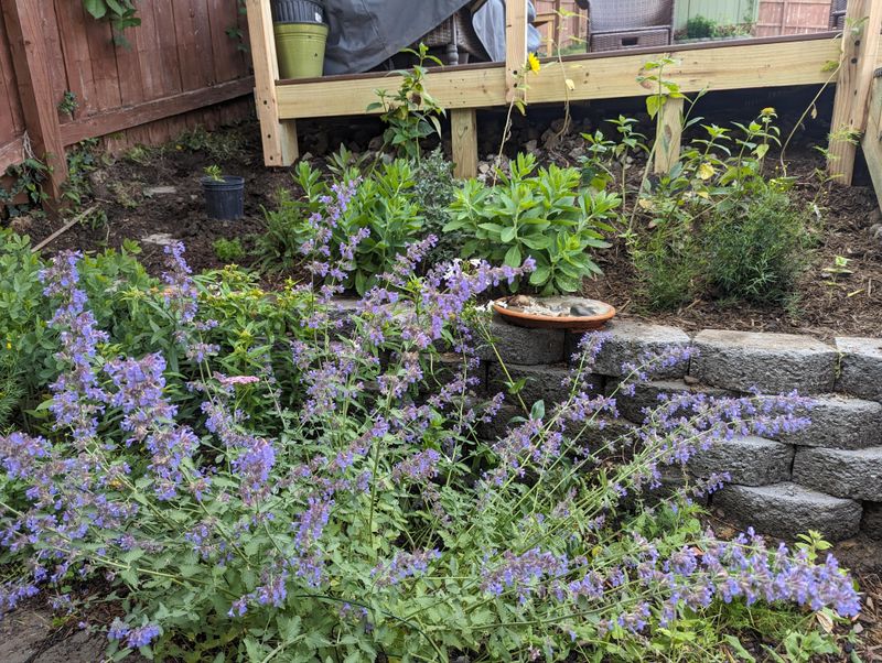 Maintain A Messy Corner With Native Plants
