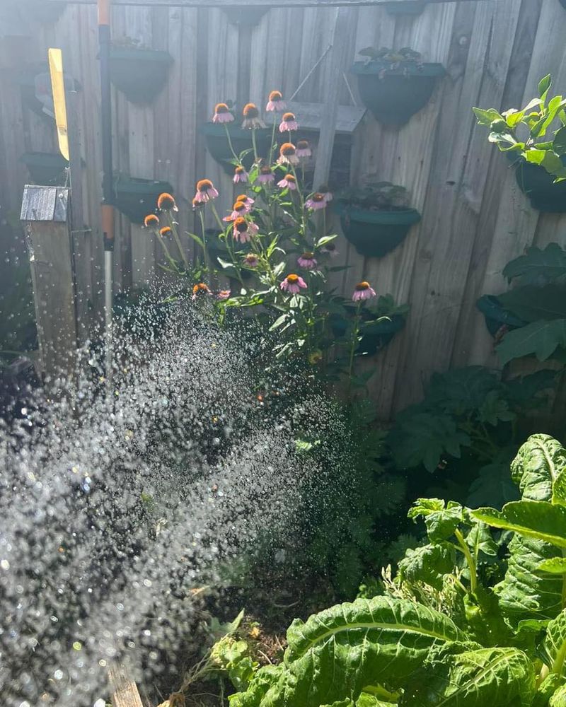 Water During Early Morning Hours