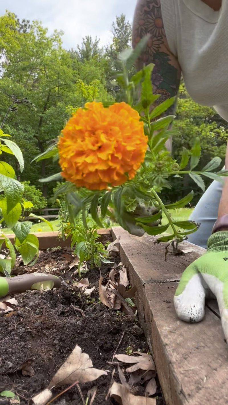 Repels Soil-Dwelling Pests