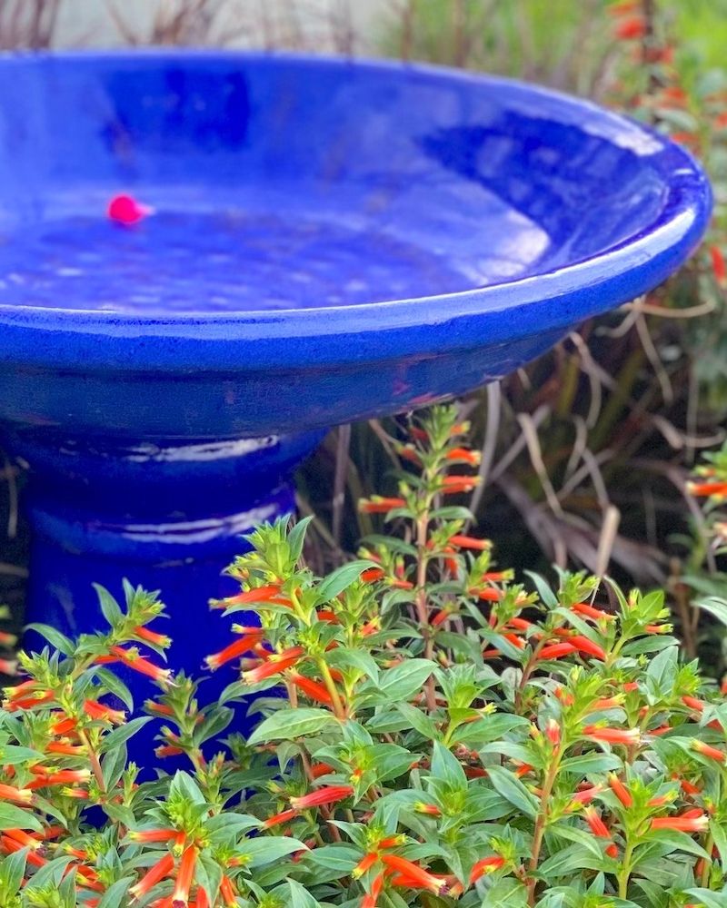 Birdbaths Need Full Sun Exposure